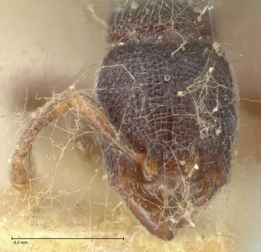 Vollenhovia butteli - FOCOL1648