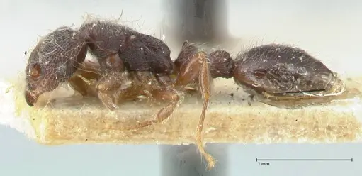 Vollenhovia butteli - FOCOL1648