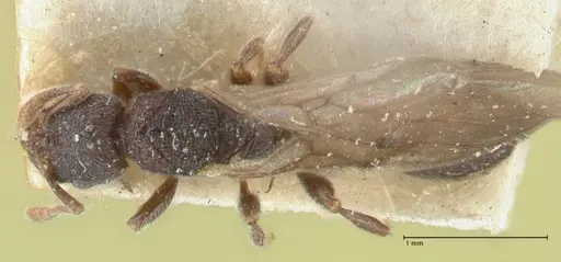 Vollenhovia butteli - FOCOL1649