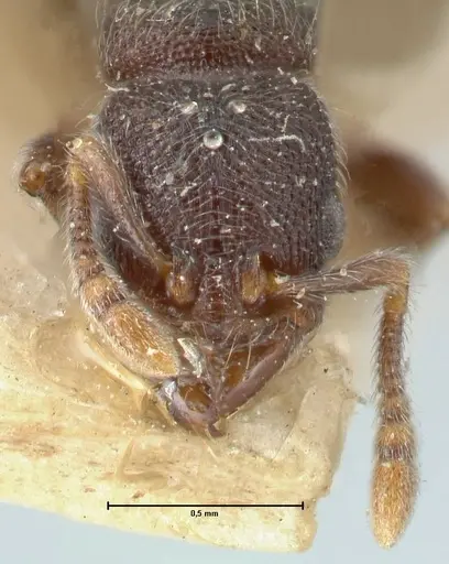 Vollenhovia butteli - FOCOL1649