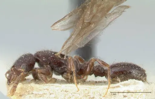 Vollenhovia butteli - FOCOL1649