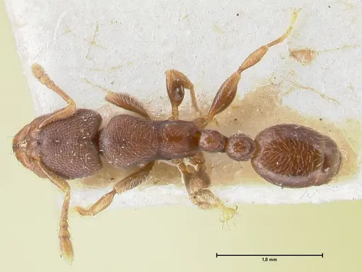 Vollenhovia butteli - FOCOL1650