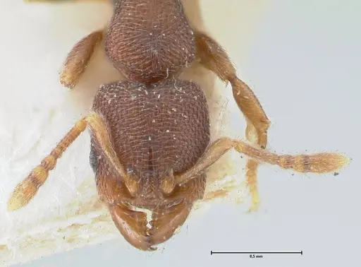 Vollenhovia butteli - FOCOL1650