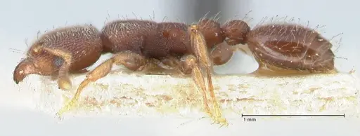 Vollenhovia butteli - FOCOL1650