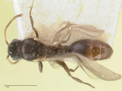 Vollenhovia butteli - FOCOL1651