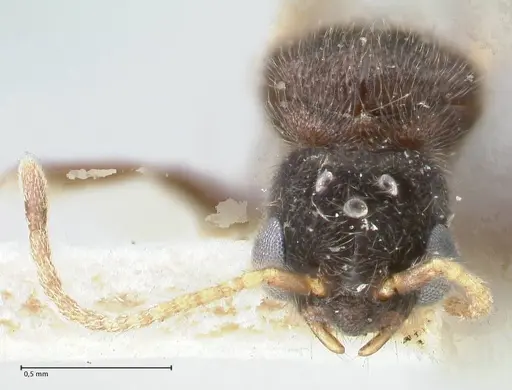 Vollenhovia butteli - FOCOL1651