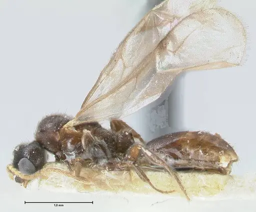 Vollenhovia butteli - FOCOL1651