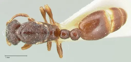 Vollenhovia cristata specimen