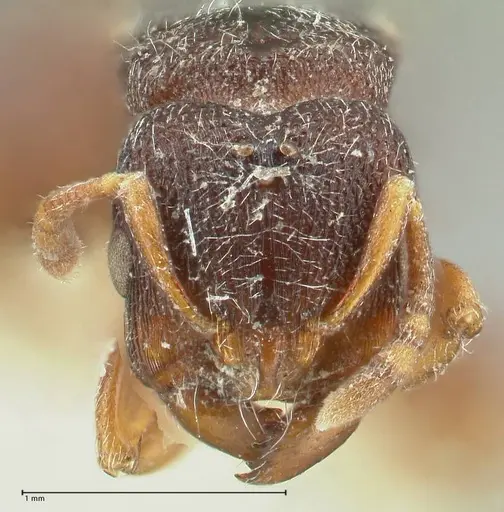 Vollenhovia cristata specimen