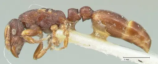 Vollenhovia cristata specimen