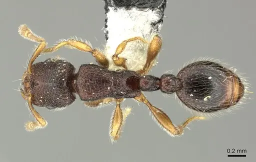 Vollenhovia dentata specimen