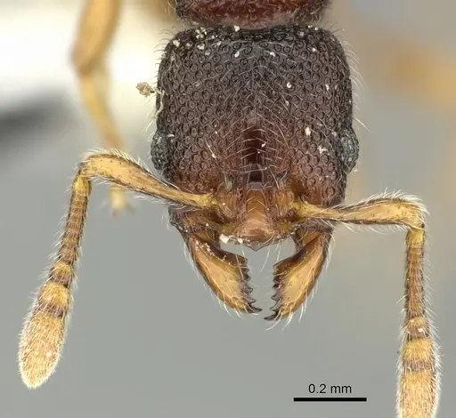 Vollenhovia dentata specimen