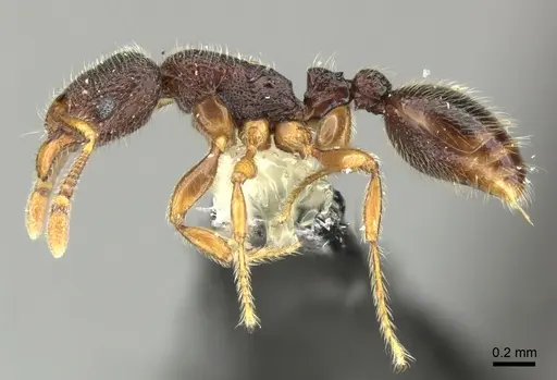 Vollenhovia dentata specimen