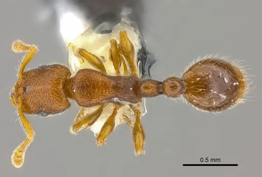 Vollenhovia denticulata specimen