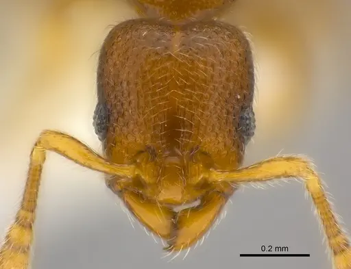 Vollenhovia denticulata specimen