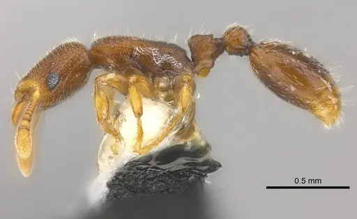 Vollenhovia denticulata specimen