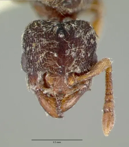 Vollenhovia duodecimalis specimen