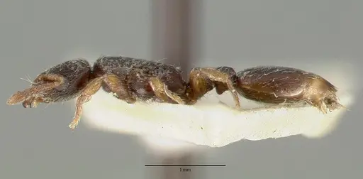 Vollenhovia duodecimalis specimen