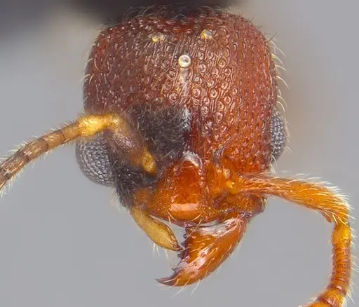 Vollenhovia emeryi specimen