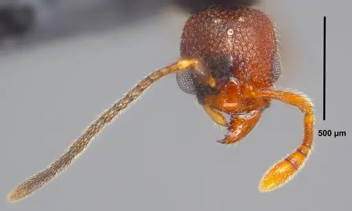 Vollenhovia emeryi specimen