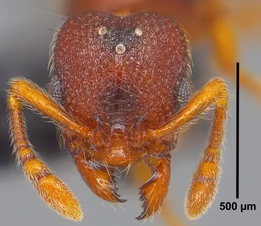 Vollenhovia emeryi - ANTWEB1008088