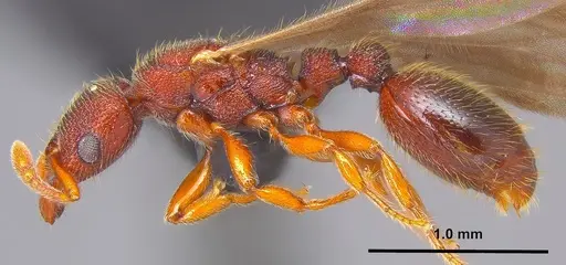 Vollenhovia emeryi - ANTWEB1008088