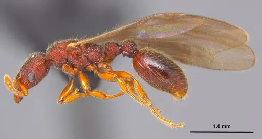 Vollenhovia emeryi - ANTWEB1008088