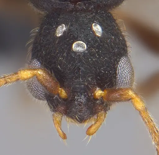 Vollenhovia emeryi - ANTWEB1008089