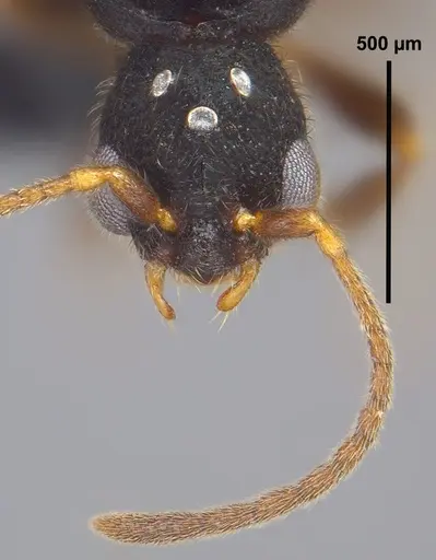 Vollenhovia emeryi - ANTWEB1008089