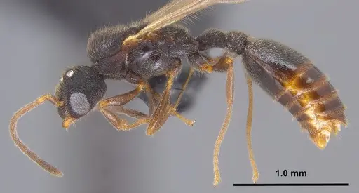 Vollenhovia emeryi - ANTWEB1008089