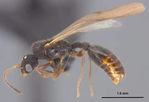 Vollenhovia emeryi - ANTWEB1008089