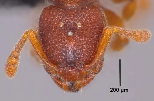 Vollenhovia emeryi - ANTWEB1008090