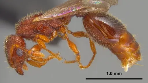 Vollenhovia emeryi - ANTWEB1008090