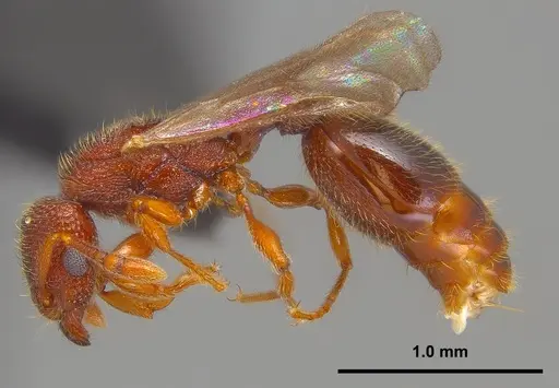 Vollenhovia emeryi - ANTWEB1008090