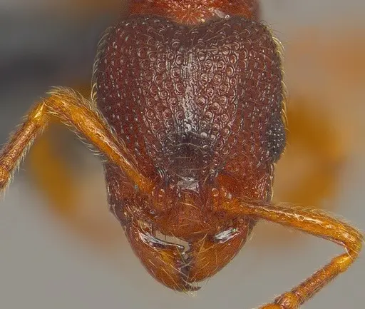 Vollenhovia emeryi - ANTWEB1008091
