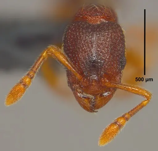 Vollenhovia emeryi - ANTWEB1008091