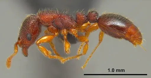Vollenhovia emeryi - ANTWEB1008091