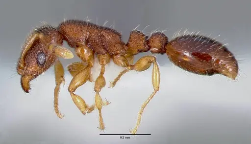 Vollenhovia emeryi - CASENT0003196