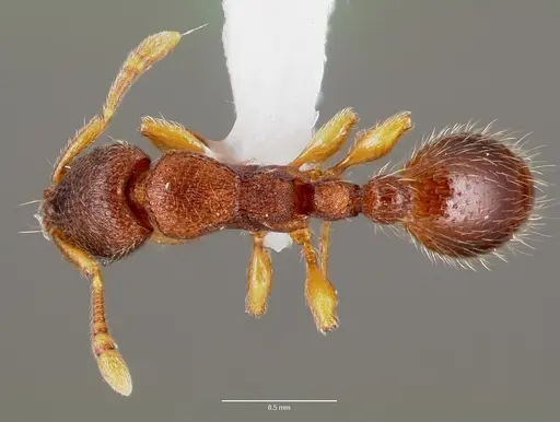 Vollenhovia emeryi - CASENT0006074