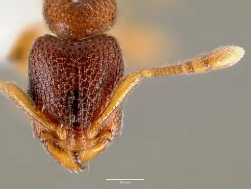 Vollenhovia emeryi - CASENT0006074