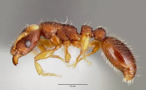 Vollenhovia emeryi - CASENT0006074