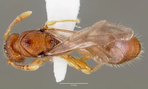 Vollenhovia emeryi - CASENT0006077