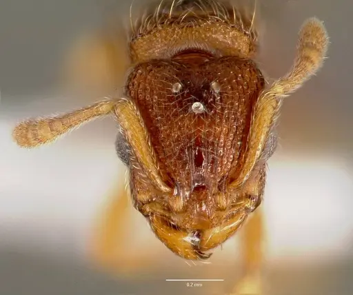 Vollenhovia emeryi - CASENT0006077