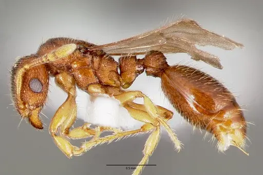 Vollenhovia emeryi - CASENT0006077