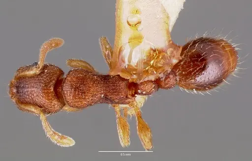 Vollenhovia emeryi - CASENT0006098