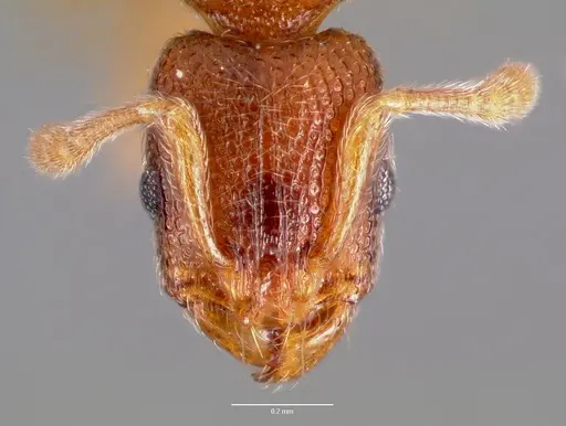 Vollenhovia emeryi - CASENT0006098