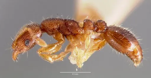 Vollenhovia emeryi - CASENT0006098