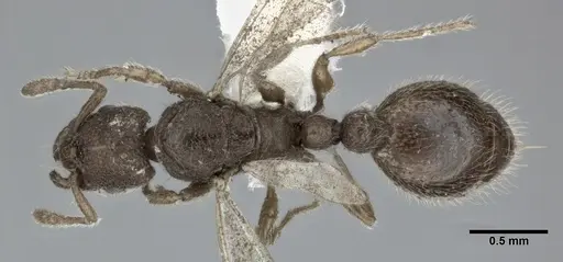 Vollenhovia emeryi - CASENT0246160