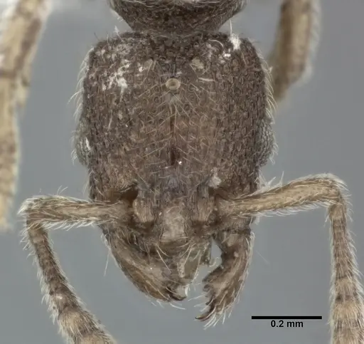 Vollenhovia emeryi - CASENT0246160