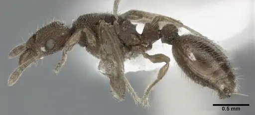 Vollenhovia emeryi - CASENT0246160